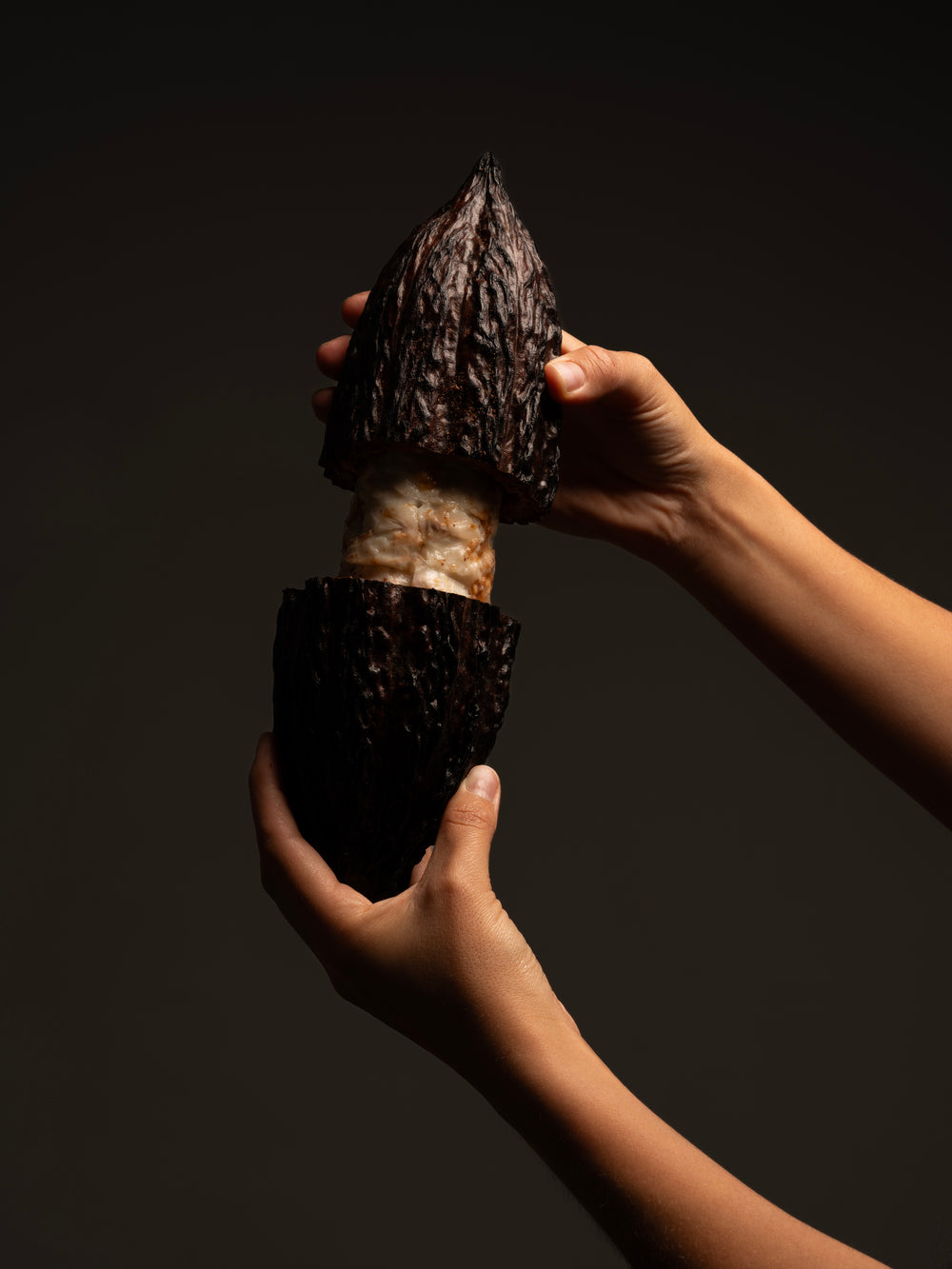 Les propriétés naturelles du cacao