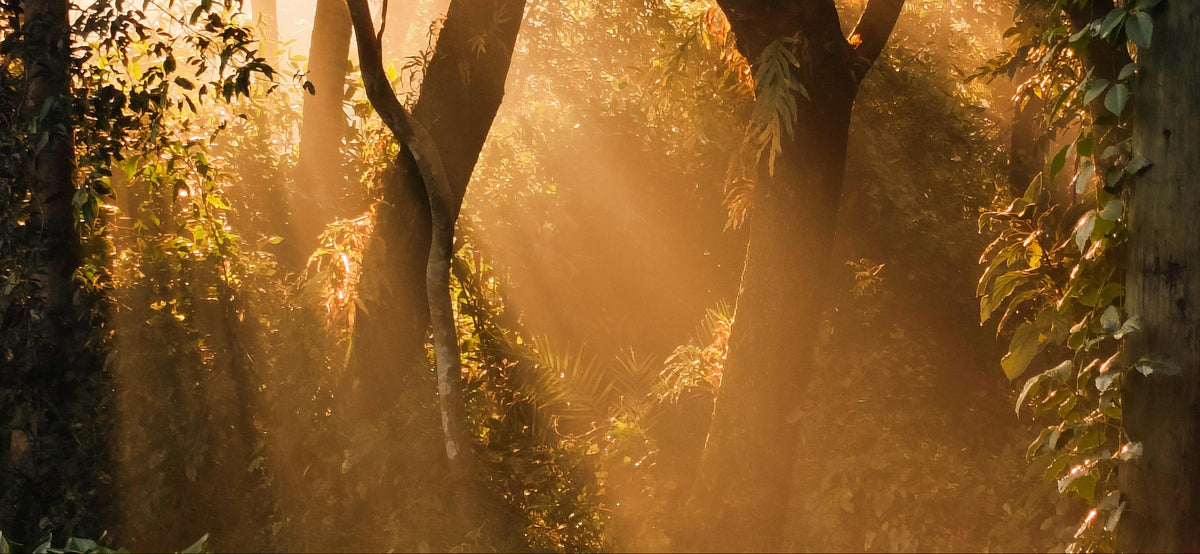Le cacao est une histoire de terroir